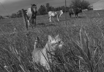 boerderijkatkat